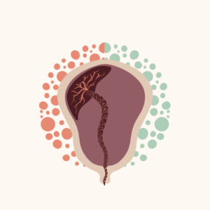 Placenta retentio